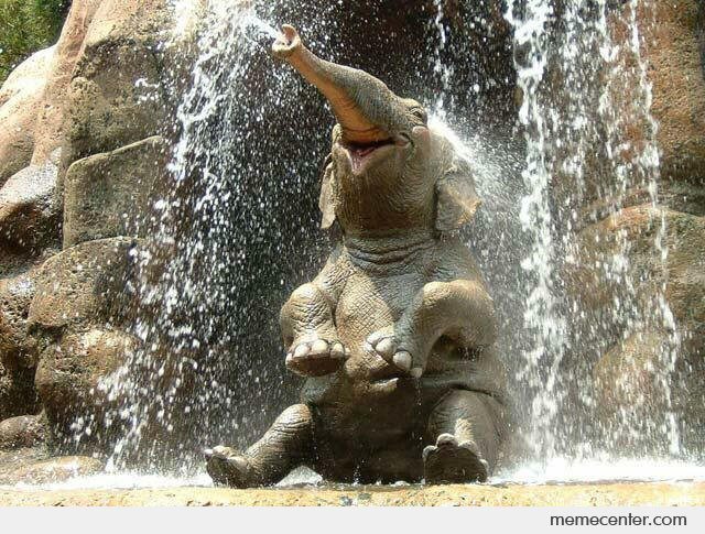 Happy-Elephant-is-Happy_o_93432